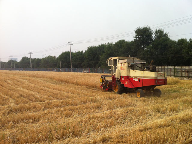 Officials Claim China Distorts Production Markets For Corn Rice Wheat