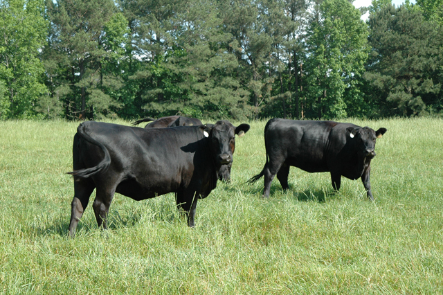 Cow-calf producers always have a difficult decision on what to do with cows that have lost calves. Some will keep the cows for rebreeding while others decide to cull their cows. (DTN/Progressive Farmer photo by Becky Mills)