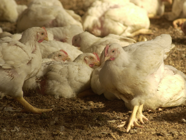 A proposed Tyson chicken plant near Tonganoxie, Kansas, would process 1.25 million birds a week. (DTN/The Progressive Farmer file photo by Jim Patrico)
