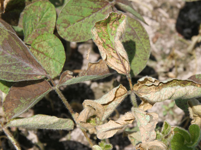 Herbicide damage is widespread in 2013 soybeans as growers try to fight back against weed resistance with herbicides such as PPO-inhibitors that can burn the foliage. However, some growers intentionally burn beans in an attempt to increase yields. (DTN photo by Pamela Smith)