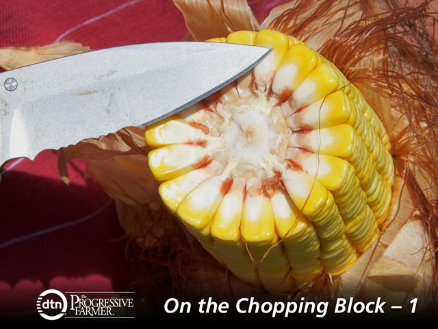 Farmers can check kernel stage to help determine if their corn is at the right moisture level to harvest it for silage. They can do this by breaking an ear of corn in half to see the milkline on the kernels. The milkline is a visible borderline between the bright yellow outer portion of the seed that is hard and the duller yellow lower portion of the seed that is still milky and more fluid. (DTN photo by Nick Scalise)