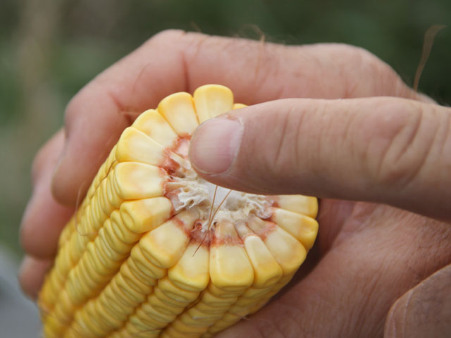 How to Estimate Corn Yield
