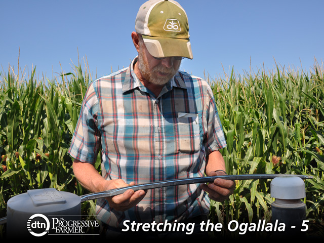 Nebraska farmer Don Batie examines a piece of drip irrigation tape in his sub-surface drip irrigated cornfield. (DTN photo by Emily Garnett)