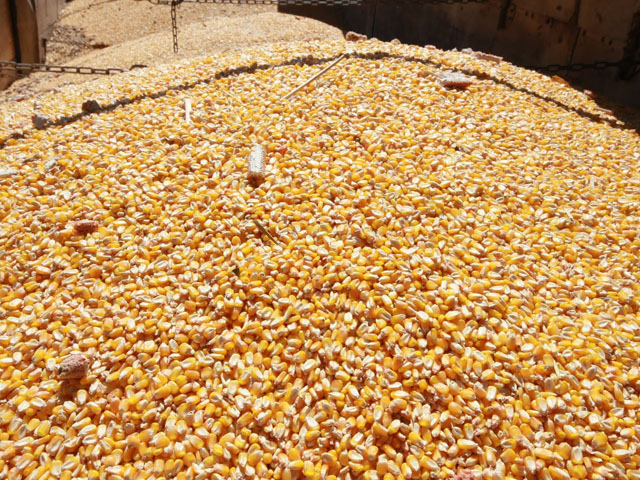 Brazil's Ag Min on Thursday lowered its second-crop corn view to 50 million metric tons, down 8.4% from last year. (DTN file photo)