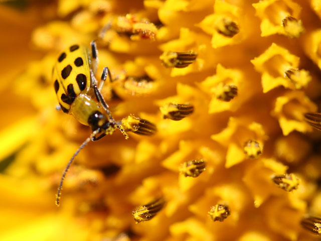 A double crop sunflower field in central Illinois provided a mid-morning snack for this southern corn rootworm beetle. (DTN photo by Pamela Smith)