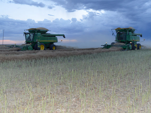 The canola harvest advances as combines race ahead of the storm clouds near Kindersley, Sask. (DTN photo by Cliff Jamieson)