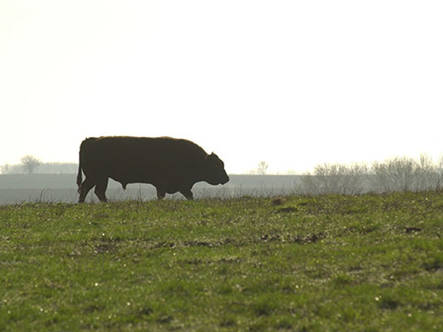 Developmental Duplication (DD), also known as polymelia, is now recognized by the American Angus Association as a genetic condition present in some Angus cattle. (DTN/Progressive Farmer photo by Jim Patrico)