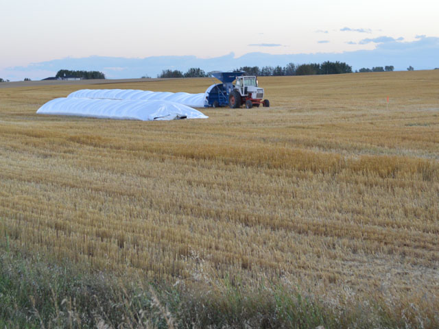 Signs of a successful harvest. Grain is on the ground across the Prairies as Statistics Canada is expected to release higher production estimates in Friday's report. These bags are located near Blackie, Alta. (DTN photo by Cliff Jamieson)