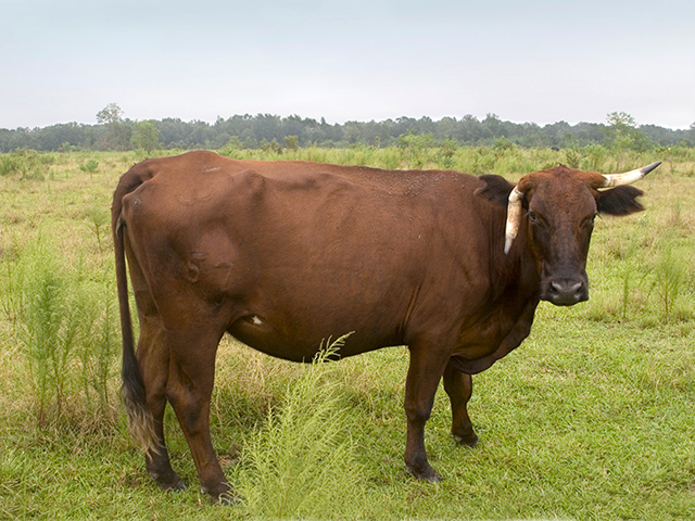 In today&#039;s beef market even ugly cows are too valuable to be sold as something nobody wants. (Progressive Farmer photo by Claire Vath)