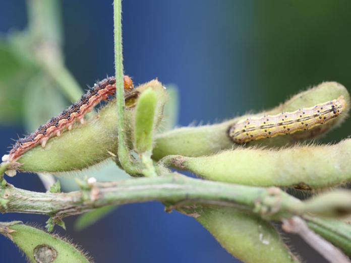 tobacco caterpillar in soybean Plantwise Knowledge Bank Bt Soy Debuts in South