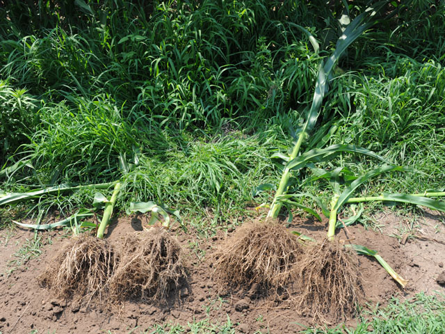 Corn Belt farmers should be alert for weakened corn plants now that scientists have confirmed resistant rootworm populations to both the Duracade and SmartStax pyramids. (DTN file photo by Pam Smith)