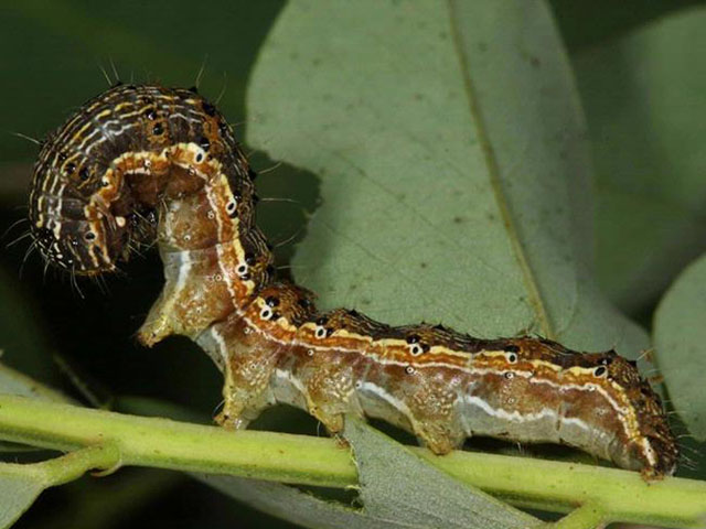 Are the dangers of Old World Bollworm to the U.S. as overstated as the danger of soybean rust was? Let's hope so. (Photo courtesy Gyorgy Csoka/Hungary Forest Research Institute -- Creative Commons). 