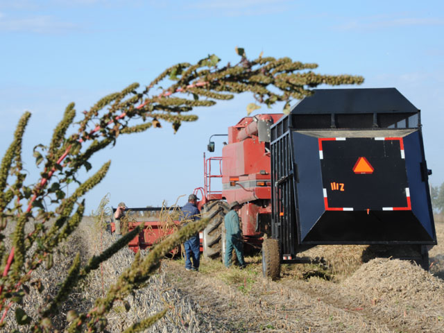 Palmer amaranth looks on as Arkansas scientists try chaff carts to capture the renegade weed. Chemical controls are becoming less reliable on this yield robber. (DTN photo by Pamela Smith)