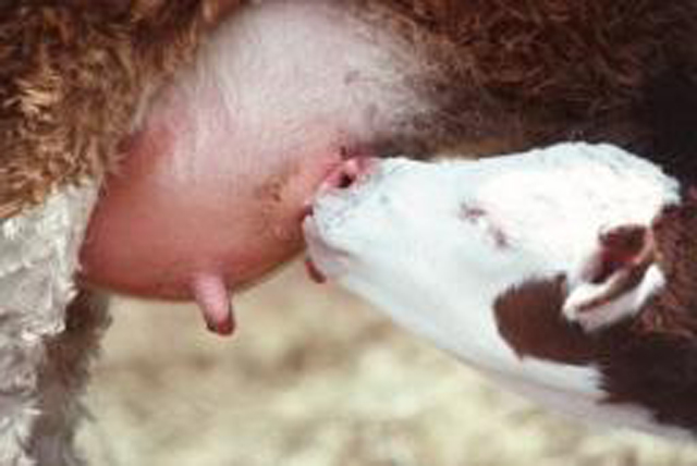 Some cows can carry supernumerary teats, which can make it impossible for new calves to get enough milk and colostrum for good growth. (DTN/Progressive Farmer stock image)