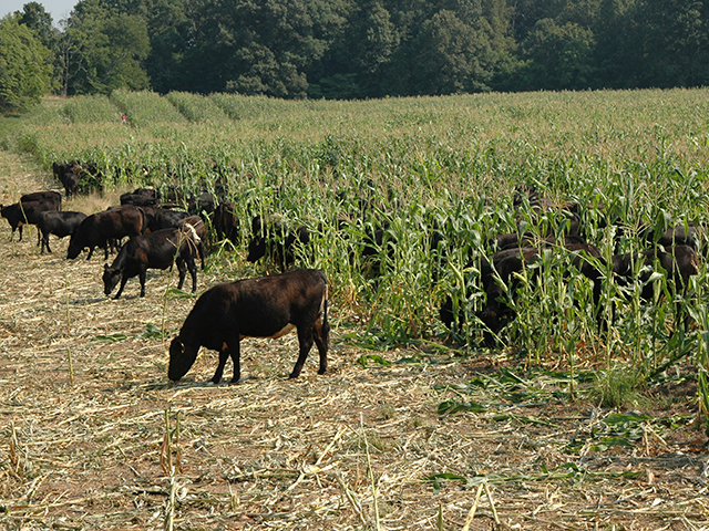 These calves didn't get into the green corn field by accident. It's just one of today's innovative, diverse grazing strategies. (DTN/Progressive Farmer image by Becky Mills)