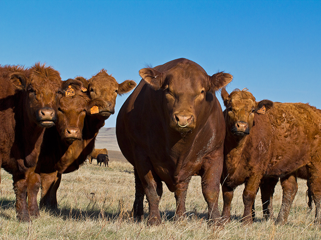 Sexed semen can improve genetics and provide a high percentage of calves of the desired sex. (DTN/Progressive Farmer photo by Sam Wirzba)