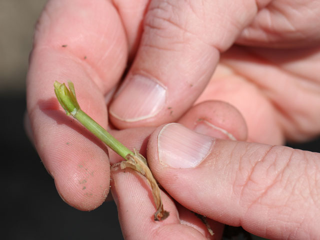 While stress emergence scores can't protect seedling corn from a hard frost, they can help indicate what hybrids might emerge in cooler conditions and tolerate early season challenges. (DTN photo by Pam Smith)