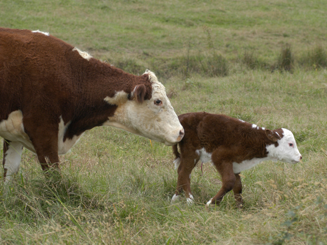Cattle prices are projected to be lower for 2016 as herd expansion continues into 2018. (DTN/The Progressive Farmer file photo by Joe Link) 