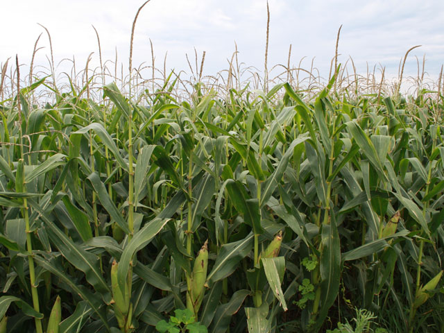 Brazil's first-crop summer corn area will grow around 6% to 8.4 million acres during the upcoming 2016-17 season, going against the trend over the last decade for area to decline, according to Agroconsult. (DTN file photo by Alastair Stewart)