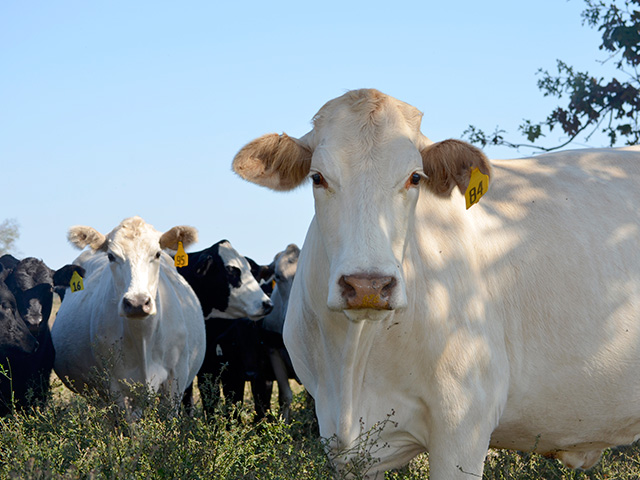 Providing more water and shade, increasing airflow, and allowing cattle to access sprinklers can all lessen the effects of high temperatures and humidity. (DTN/Progressive Farmer file photo)