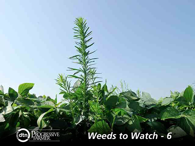 There are now 21 states with confirmed populations of herbicide-resistant horseweed. (DTN file photo)