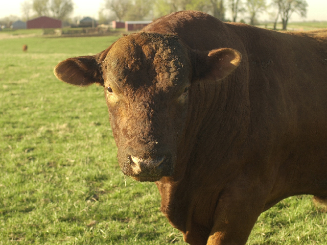 One reader wants to know the best vaccine to use for banded bulls. (DTN/Progressive Farmer image by Jim Patrico)