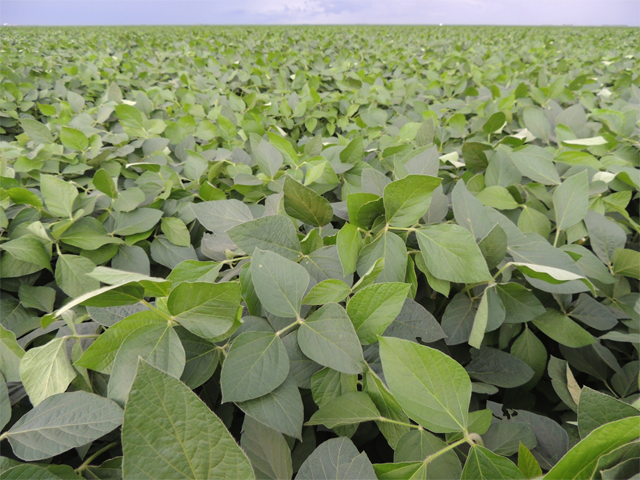 Intacta, Monsanto&#039;s insect-resistant Bt soybeans, shown above in Brazil, are no longer slated for U.S. soybean fields after the company shelved its plans to commercialize here. (Photo courtesy of Monsanto)