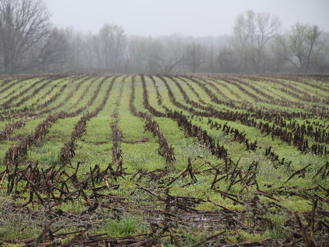 If you missed your fall herbicide applications, aggressive, early-emerging winter annual weeds may require two burndown applications this spring. (DTN photo by Pamela Smith)
