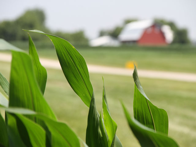 Hybrids that contain the Duracade trait will be available from several seed suppliers this spring. (DTN photo by Pamela Smith)