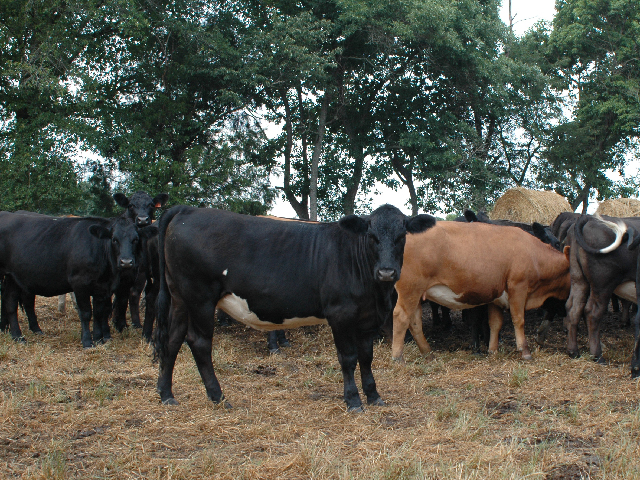 Animals exposed to stress and a variety of viruses and bacteria often develop respiratory disease. Damage done to the lungs is most often irreversible. (DTN/Progressive Farmer photo by Becky Mills)