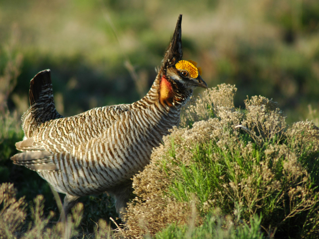: The U.S. Fish and Wildlife Service removed the lesser prairie chicken from the threatened list this summer. The Pacific Legal Foundation has petitioned USFWS to repeal the takings regulation that applies to threatened species. (Photo by Marcus Miller, courtesy NRCS)