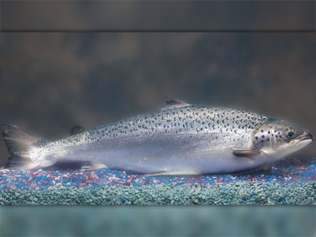 FDA completed analysis on AquaAdvantage salmon nearly three years ago and found it identical to a traditional salmon, yet the agency will not say if it is ready to deregulate the fish. (Photo courtesy of AquaBounty)