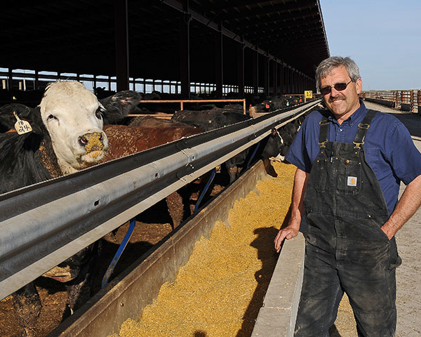 Nothing goes to waste on Bill Couser's Iowa farm. The 5,200-head cattle feeder uses his corn crop for feed and fuel, and recycles manure from the redesigned feedlot into fertilizer. A system of berms, settlement basins and bromegrass Vegetative Treatment Areas manage feedlot runoff. (DTN/Progressive Farmer photo by Bob Elbert)