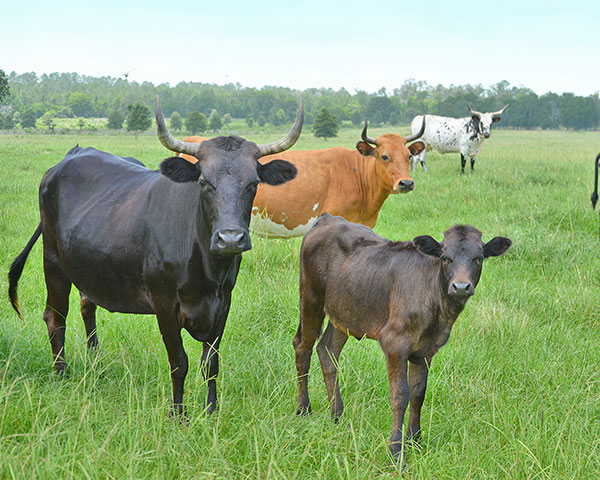 W. R. Baker, of Livingston, Tex., says a shortage of corriente cattle has been a boon for prices. (DTN/Progressive Farmer photo by Victoria G. Myers)