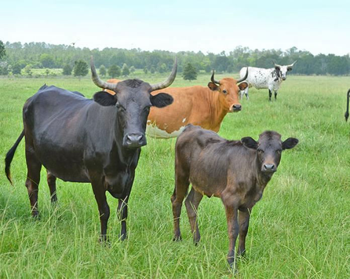 Cattleman Roping In the Profits on Sport Cattle