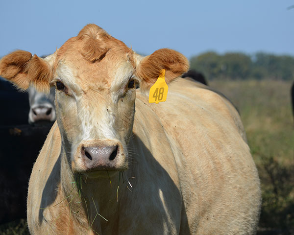 Generic dewormers are a cost-effective option for many producers, but choose wisely. (DTN/Progressive Farmer photo by Victoria G. Myers)