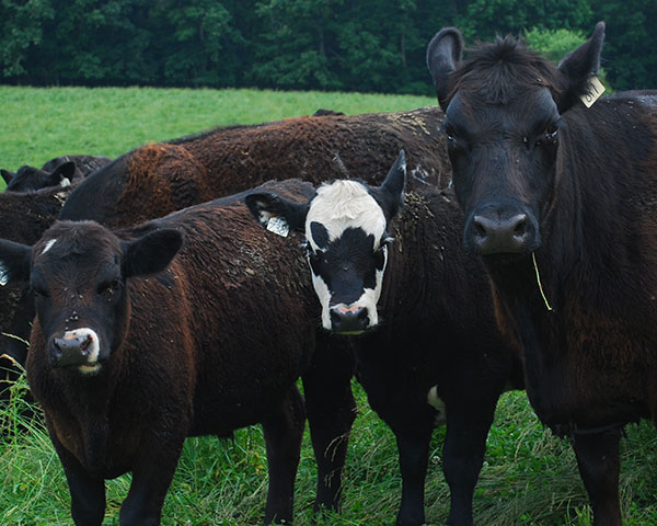 Warts are caused by viruses and are more common in young cattle. They will usually resolve with time if left alone. (DTN/Progressive Farmer photo by Boyd Kidwell)