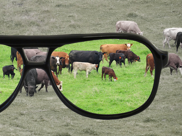 Cattlemen are seeing the green of spring pastures and that may be making them prematurely optimistic. (Cattle photo by Kurt Lawton; Glasses photo by Davepape; Illustration by Nick Scalise)