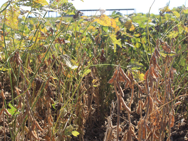 For the first time, farmers in Mato Grosso planted a sizeable crop of soybeans as a winter crop, following summer soybeans. However, the succession really does appear problematic. (DTN photo by Alastair Stewart)