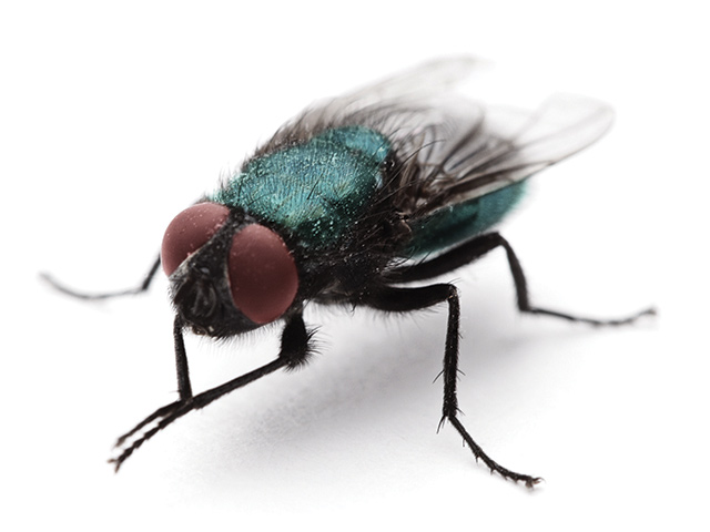 Get Ready for a Tough Fly Year