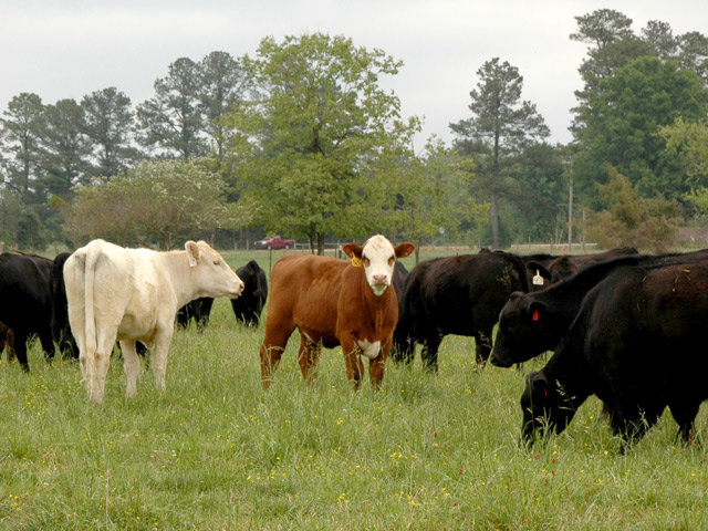 Putting 2 or more pounds a day on stockers starts with the right rations. Holding down the cost of those gains starts with good pastures. (DTN/Progressive Farmer photo by Becky Mills)
