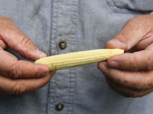 The corn crop is well underway in parts of the Corn Belt. This ear was found last week in Morgan County, Illinois. (DTN photo by Pamela Smith)