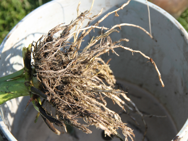Those who did root digs last summer have the best shot at predicting corn rootworm pressure next summer. (DTN photo by Pamela Smith)