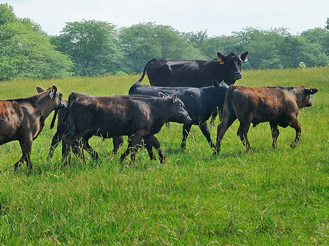 First practiced in large, extensive pastures, the Sandhills Calving System is being adapted to fit smaller operations, and in some cases even confinement systems. (DTN/Progressive Farmer image by Jim Patrico)