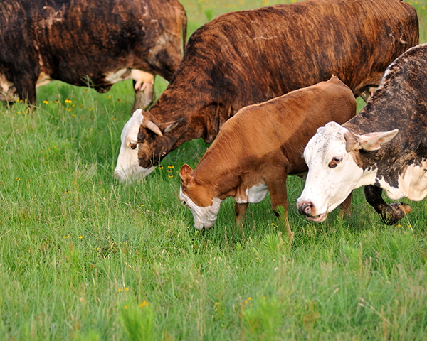 Cattle grazing. (DTN photo by Jim Patrico)