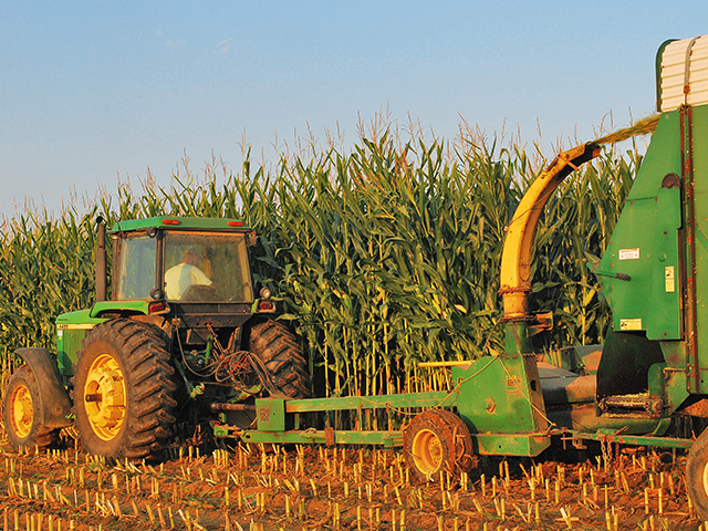 Even when corn prices were setting records, silage stayed a key part of this cattle operation. (DTN/Progressive Farmer photo by Boyd Kidwell)