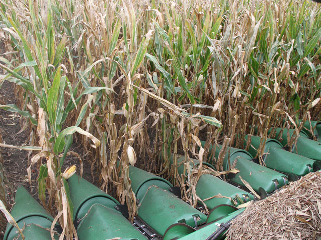 As farmers harvest the 2017-8 crop, USDA released final prices for 2016 corn, soybeans and sorghum to determine farm-program payments for delivery in October. (DTN file photo) 