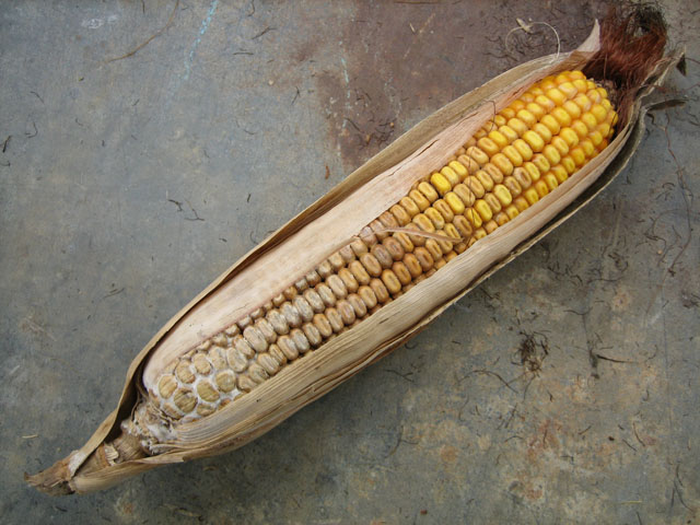 Many farmers are seeing corn ear rots like Diplodia, which will require careful handling come harvest and storage time. (Photo by Charles Woloshu, Purdue University)