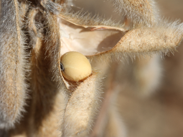 Farmers with high percentages of shattered, sprouted, discolored or otherwise damaged soybeans could qualify for a reduction in their yields for crop insurance. While that could help some farmers receive indemnity payments, it might not be enough and comes with additional risks. (DTN photo by Pam Smith)