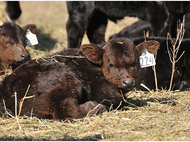 The Newberry knife is a quick, safe tool to use for castrations. (DTN/Progressive Farmer photo by Jim Patrico)